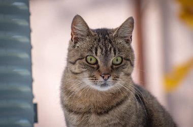  izlerken bir kedi portresi