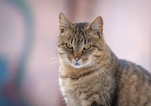 Porträt Einer Beobachtenden Katze — Stockfoto