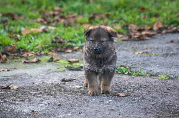 Carino Pastore Tedesco Cucciolo — Foto Stock