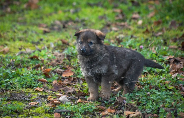 Carino Pastore Tedesco Cucciolo — Foto Stock