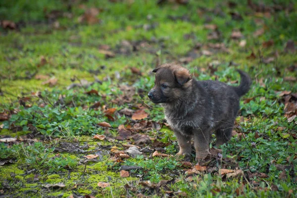 Carino Pastore Tedesco Cucciolo — Foto Stock