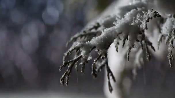 Nieve Esponjosa Una Noche Invierno — Vídeo de stock