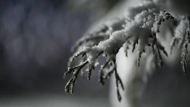 Pluizige Sneeuw Een Winternacht — Stockvideo