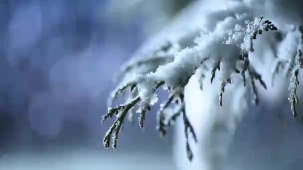 Φουντωτή Χιονόπτωση Μια Χειμερινή Νύχτα — Αρχείο Βίντεο