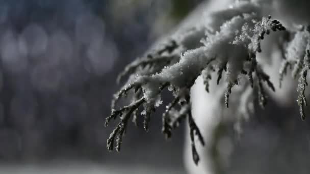 冬の夜のふわふわの雪 — ストック動画