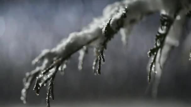 Fluffigt Snöfall Vinternatt — Stockvideo