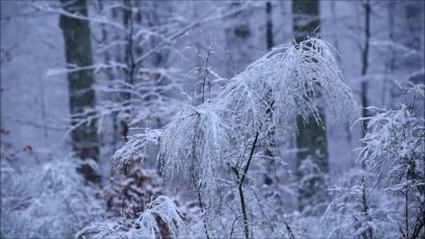 Schnee Wald — Stockvideo