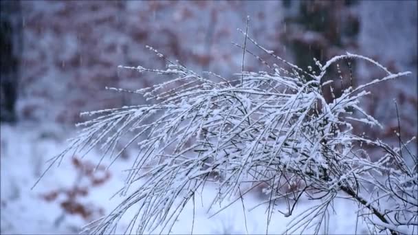 Śnieg Lesie — Wideo stockowe