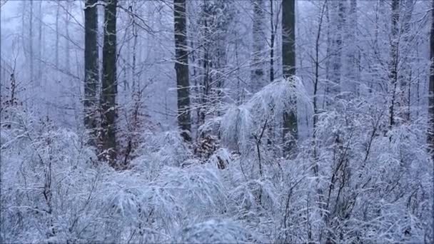 Schnee Wald — Stockvideo