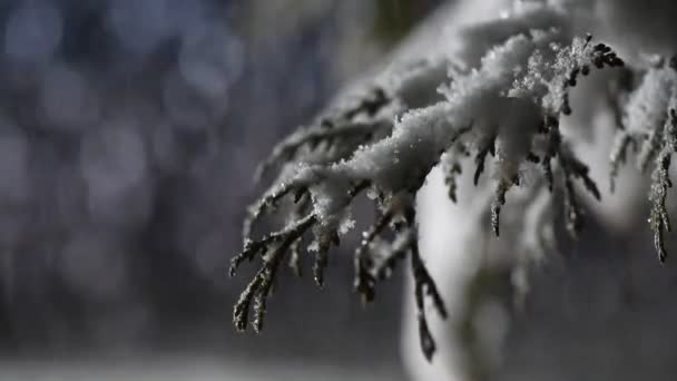 Nieve Esponjosa Una Noche Invierno — Vídeo de stock