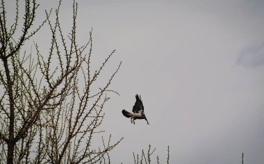 İnşa Kargası denilen manzara