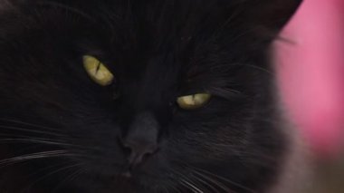 Tüylü safkan kedi dik dik bakıyor.