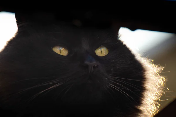 Porträt Einer Reinrassigen Flauschigen Katze — Stockfoto