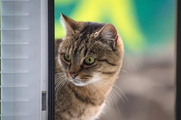 Retrato Gato Observador — Fotografia de Stock