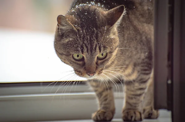 Retrato Gato Observador — Fotografia de Stock