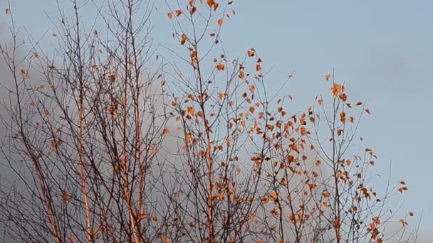 Zonsondergang Karpaten — Stockvideo