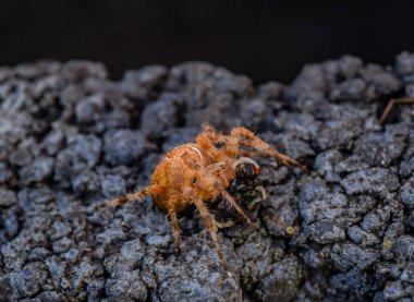 örümcek avını ile