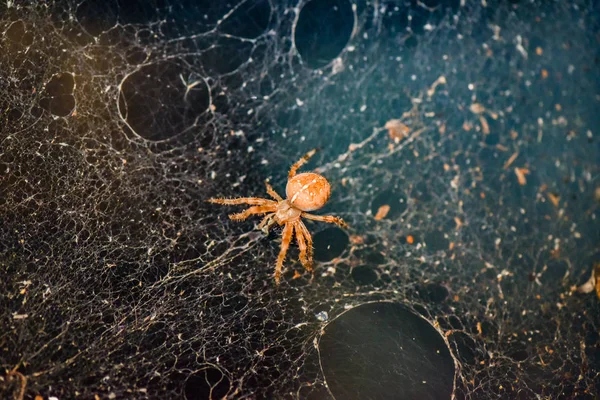 Araña Con Presa — Foto de Stock