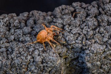 örümcek avını ile