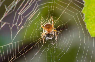 örümcek avını ile