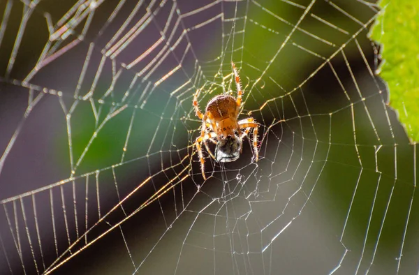 Araña Con Presa — Foto de Stock