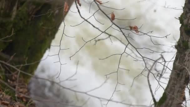 Montaña Río Invierno Noche — Vídeo de stock