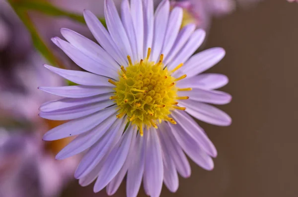 Fényes Ősz Lila Virág — Stock Fotó