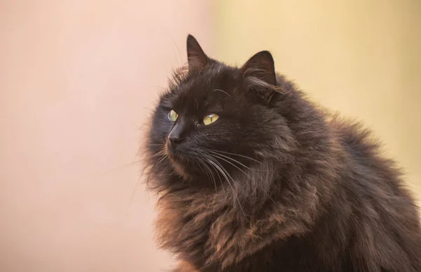 Izlerken Bir Kedi Portresi — Stok fotoğraf