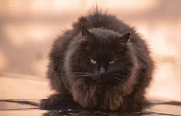 Portrait Watching Cat — Stock Photo, Image