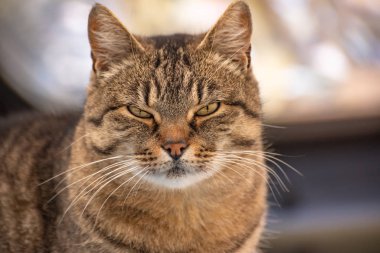 izlerken bir kedi portresi