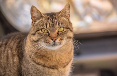 izlerken bir kedi portresi