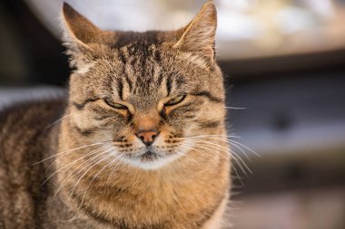 izlerken bir kedi portresi