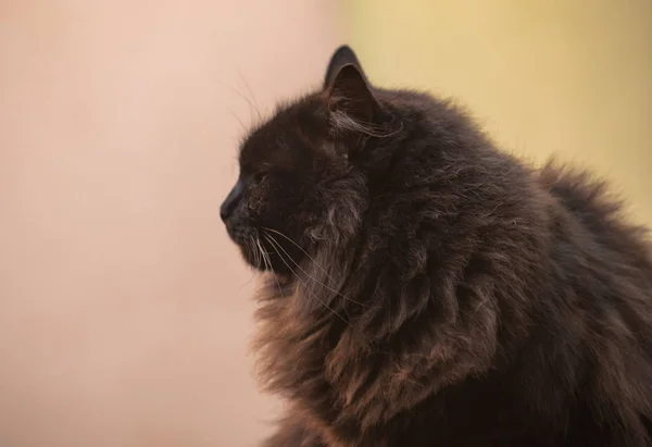 Retrato Gato Observador — Foto de Stock