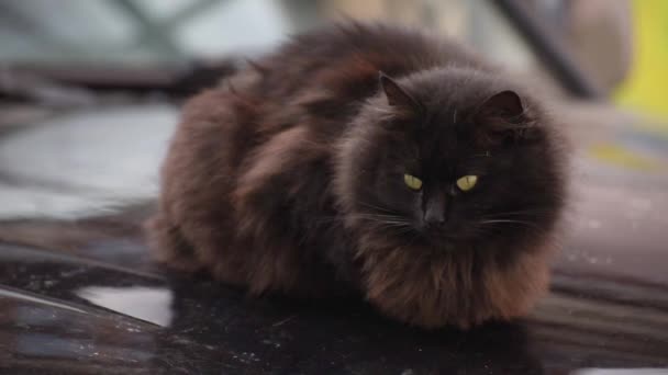ปภาพของแมวด — วีดีโอสต็อก