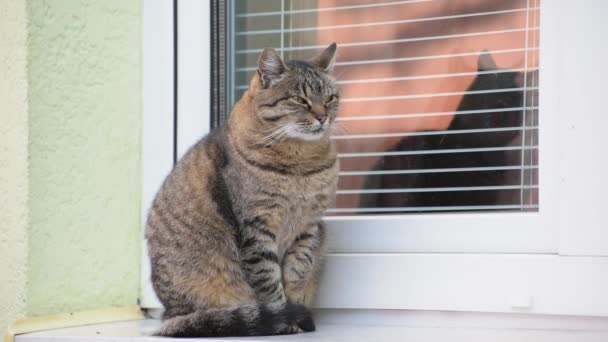 Portrait Watching Cat — Stock Video