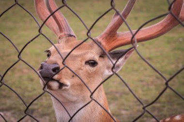 Noel Baba'nın arkadaşı olarak adlandırılan manzara