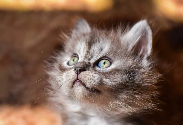 Portrait Thoroughbred Fluffy Kitten — Stock Photo, Image