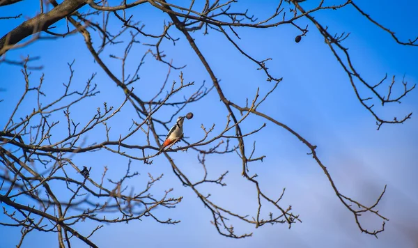 Son Ceviz Denilen Manzara — Stok fotoğraf