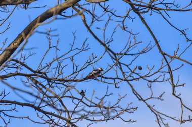 Ağaçtaki ağaçkakan