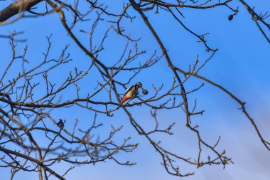 Ağaçtaki ağaçkakan