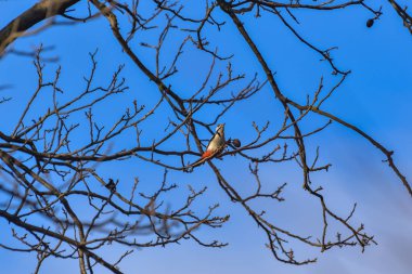 Ağaçtaki ağaçkakan