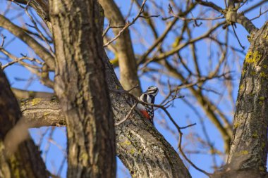 Ağaçtaki ağaçkakan