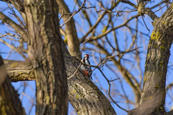 Specht Auf Einem Baum — Stockfoto