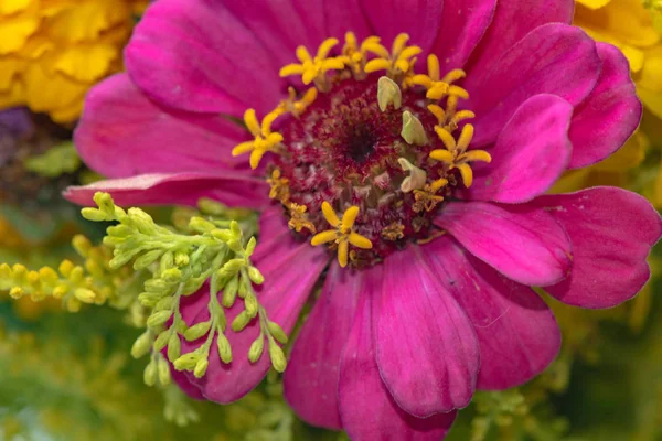 Ljusa Sommar Trädgård Blomma — Stockfoto