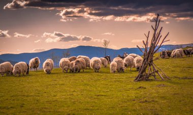 Manzara Highland öğle yemeği denir 