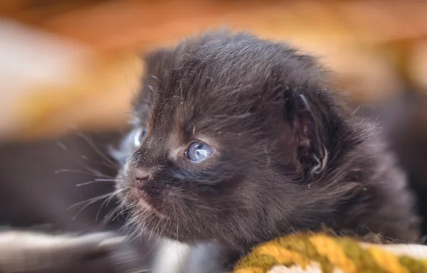 Portrait Thoroughbred Fluffy Kitten — Stok Foto