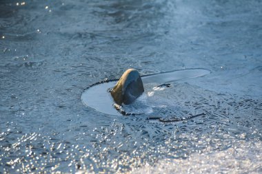 Güneşin ışığı, bir dağ nehrinde buz ve su oyunu