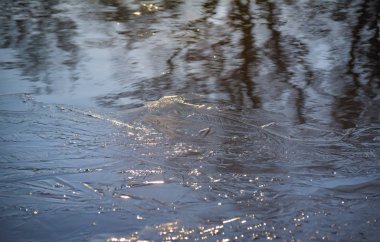 Güneşin ışığı, bir dağ nehrinde buz ve su oyunu