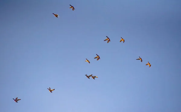 Vahşi Ördekler Uçuyor — Stok fotoğraf