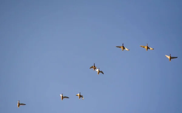 Wild Ducks Flight — Stock Photo, Image